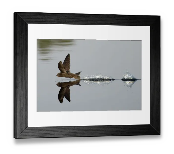 Framed Print : Common Swift (Apus apus) skimming water surface having just taken a drink. Norwich, UK. July Framed Print : Common Swift (Apus apus) skimming water surface having just taken a drink. Norwich, UK. July