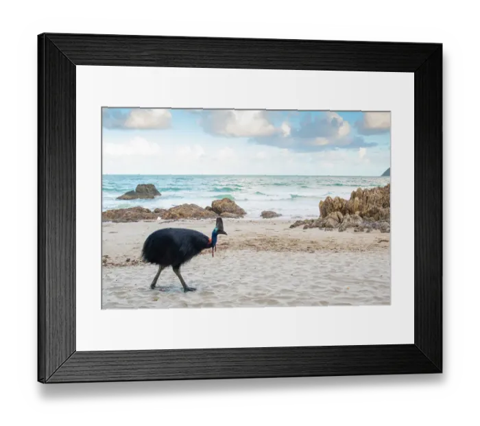 Framed Print : Southern cassowary (Casuarius casuarius) walking on beach, Etty Bay, Queensland, Australia Framed Print : Southern cassowary (Casuarius casuarius) walking on beach, Etty Bay, Queensland, Australia