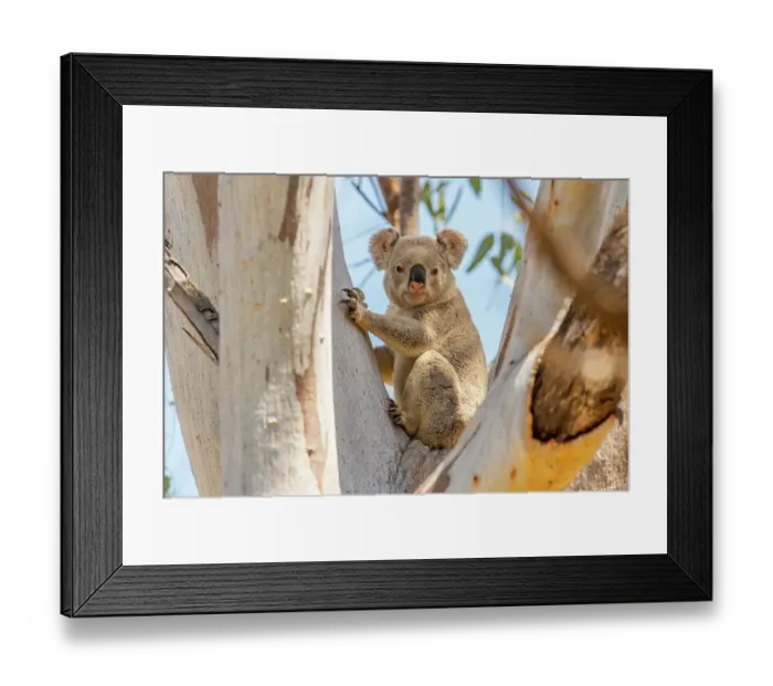Framed Print : Koala (Phascolarctos cinereus) resting during the day in large Eucalypt (Eucalyptus sp. ) tree, Goonderoo Nature Reserve, Queensland, Australia Framed Print : Koala (Phascolarctos cinereus) resting during the day in large Eucalypt (Eucalyptus sp. ) tree, Goonderoo Nature Reserve, Queensland, Australia