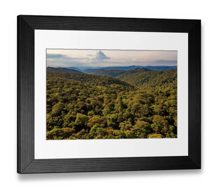Framed Print : View over the rainforest canopy reaching into the distance, Mount Lewis National Park, Wet Tropics World Heritage area, Queensland, Australia. December, 2021 Framed Print : View over the rainforest canopy reaching into the distance, Mount Lewis National Park, Wet Tropics World Heritage area, Queensland, Australia. December, 2021