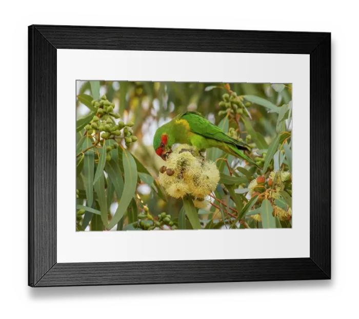 Framed Print : Musk lorikeet (Glossopsitta concinna) feeding on Eucalypt (Eucalyptus sp. ) blossom, Clayton Bay, South Australia Framed Print : Musk lorikeet (Glossopsitta concinna) feeding on Eucalypt (Eucalyptus sp. ) blossom, Clayton Bay, South Australia