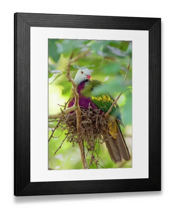 Framed Print : Wompoo pigeon (Ptilinopus magnificus) sitting on nest, Wet Tropics Rainforest area, Queensland, Australia Framed Print : Wompoo pigeon (Ptilinopus magnificus) sitting on nest, Wet Tropics Rainforest area, Queensland, Australia