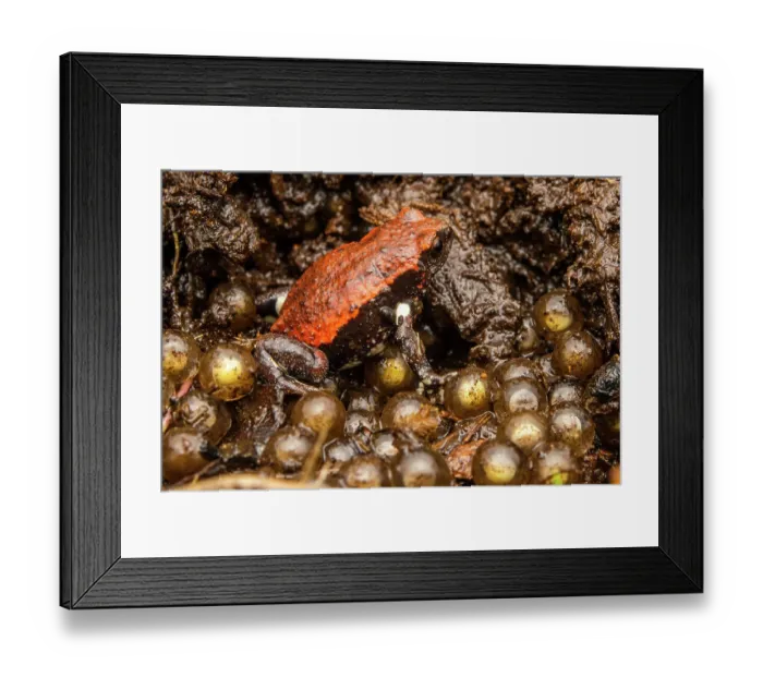 Framed Print : Red-backed toadlet (Pseudophryne coriacea) male, guarding eggs in nest under rotten log, Border Ranges, Queensland, Australia Framed Print : Red-backed toadlet (Pseudophryne coriacea) male, guarding eggs in nest under rotten log, Border Ranges, Queensland, Australia