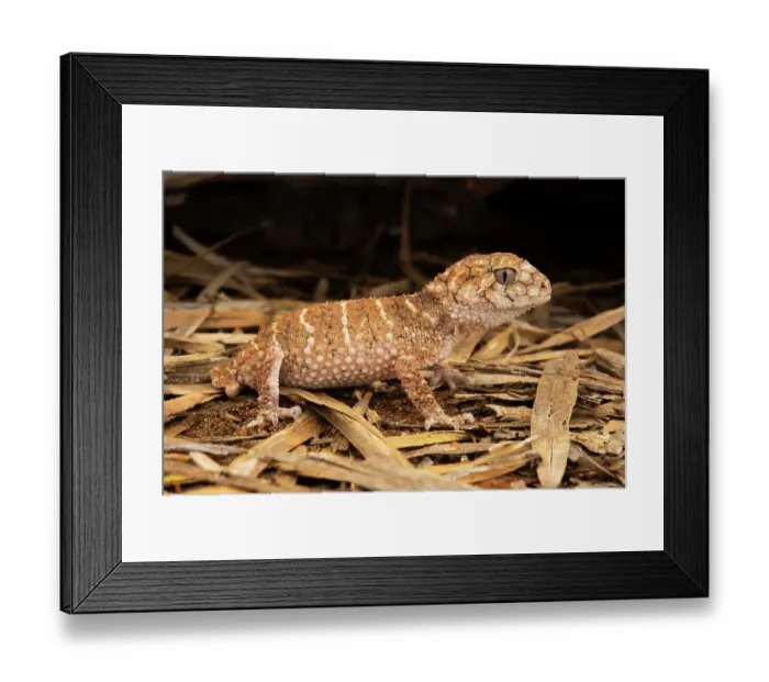 Framed Print : Prickly knob-tailed gecko (Nephrurus asper) hunting at night, Goonderoo Nature Reserve, Queensland, Australia Framed Print : Prickly knob-tailed gecko (Nephrurus asper) hunting at night, Goonderoo Nature Reserve, Queensland, Australia