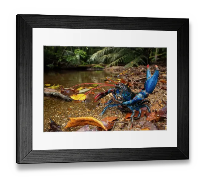 Framed Print : Mount Lewis spiny crayfish (Euastacus fleckeri) in defensive posture with claw raised, at edge of mountain stream, Mount. Lewis, Wet Tropics World Heritage area, Queensland, Australia. Endangered Framed Print : Mount Lewis spiny crayfish (Euastacus fleckeri) in defensive posture with claw raised, at edge of mountain stream, Mount. Lewis, Wet Tropics World Heritage area, Queensland, Australia. Endangered