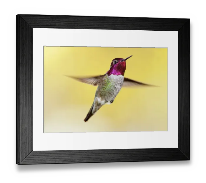 Framed Print : Anna's hummingbird (Calypte anna), male flying. Sierra de San Pedro Martir National Park, Baja California Peninsula, Mexico. November Framed Print : Anna's hummingbird (Calypte anna), male flying. Sierra de San Pedro Martir National Park, Baja California Peninsula, Mexico. November
