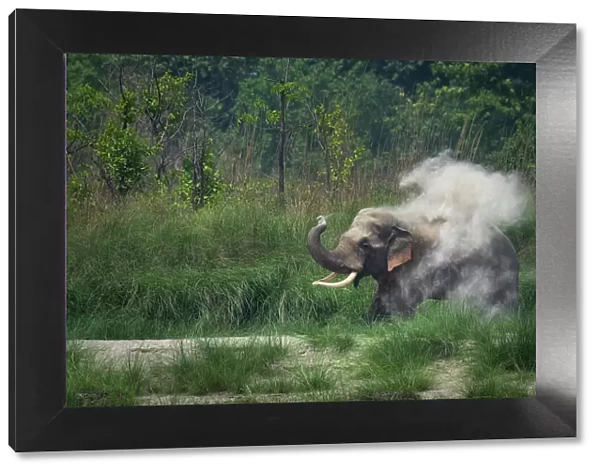 Asian elephant (Elephas maximus indicus) male, dust bathing, Bardia National Park, Terai, Nepal