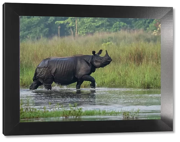 Greater one-horned rhinoceros, (Rhinoceros unicornis) walking through shallow water, Bardia National Park, Terai, Nepal