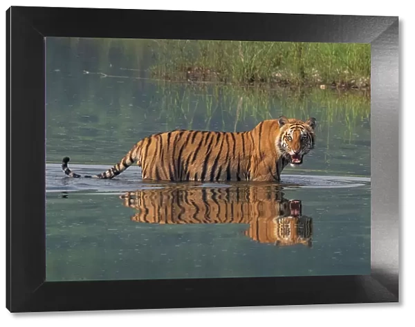 Bengal tiger (Panthera tigris tigris) walking through river, snarling, Bardia National Park, Terai, Nepal. Endangered