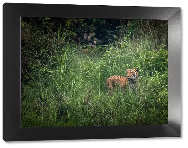 Bengal tiger (Panthera tigris tigris) standing in dense foliage, Bardia National Park, Terai, Nepal. Endangered