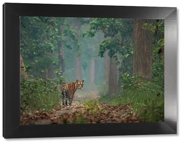Bengal tiger (Panthera tigris tigris) standing on forest path, looking back, Bardia National Park, Terai, Nepal. Endangered