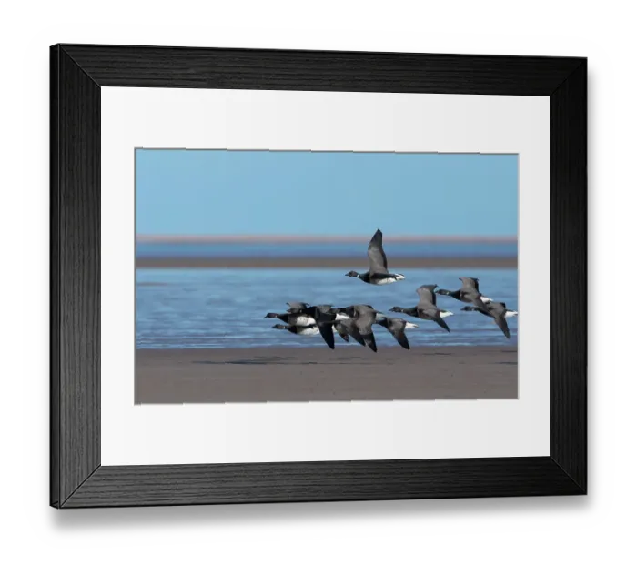 Framed Print : Brent geese (Branta bernicla) small flock in flight over coastal feeding grounds, Lindisfarne National Nature Reserve, Northumberland, UK. February Framed Print : Brent geese (Branta bernicla) small flock in flight over coastal feeding grounds, Lindisfarne National Nature Reserve, Northumberland, UK. February