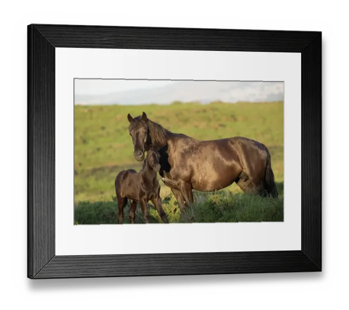 Framed Print : Dartmoor pony (Equus ferus caballus), endangered rare breed, mare and colt standing alert. Dartmoor National Park, Devon, England. June