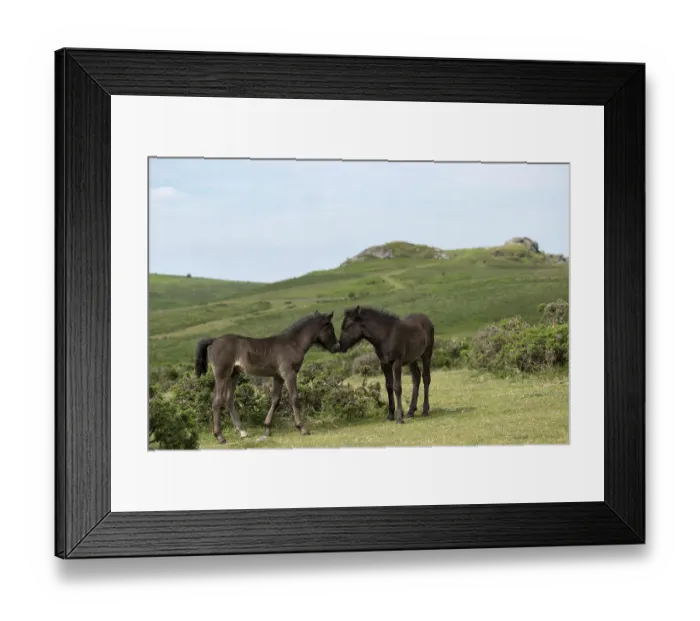 Framed Print : Two Dartmoor ponies (Equus ferus caballus), endangered rare breed, colts greeting one another. Dartmoor National Park, Devon, England. June Framed Print : Two Dartmoor ponies (Equus ferus caballus), endangered rare breed, colts greeting one another. Dartmoor National Park, Devon, England. June