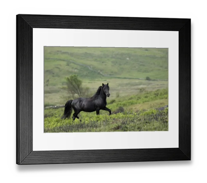 Framed Print : Dartmoor pony (Equus ferus caballus), endangered rare breed, stallion trotting. Dartmoor National Park, Devon, England. June Framed Print : Dartmoor pony (Equus ferus caballus), endangered rare breed, stallion trotting. Dartmoor National Park, Devon, England. June
