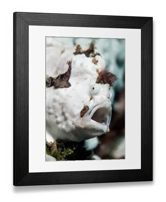 Framed Print : Warty frogfish (Antennarius maculatus) yawning in its hiding place amongst white sponges, Bitung, North Sulawesi, Indonesia, Molucca Sea Framed Print : Warty frogfish (Antennarius maculatus) yawning in its hiding place amongst white sponges, Bitung, North Sulawesi, Indonesia, Molucca Sea