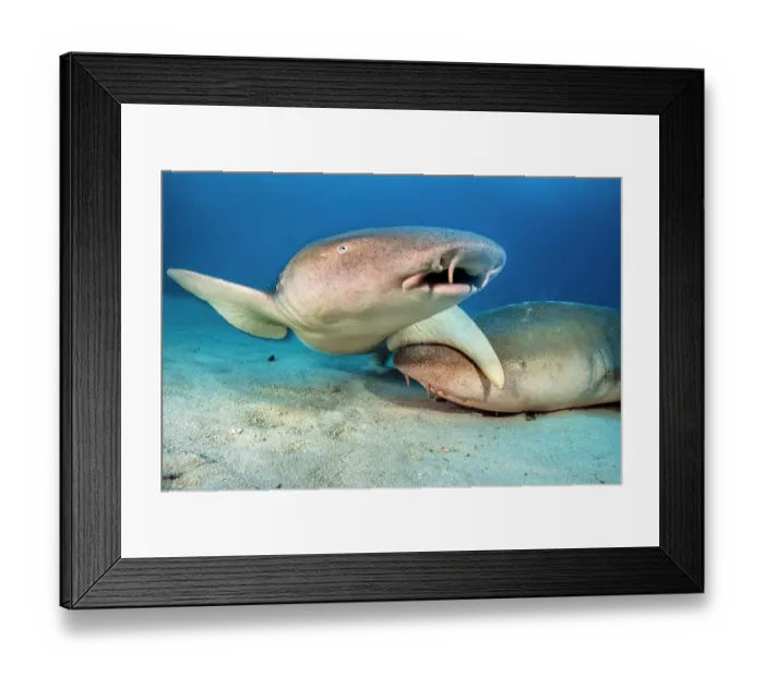 Framed Print : Two Tawny nurse sharks (Nebrius ferrugineus) on seabed at dusk, Vavuu Atoll, Maldives, Indian Ocean Framed Print : Two Tawny nurse sharks (Nebrius ferrugineus) on seabed at dusk, Vavuu Atoll, Maldives, Indian Ocean