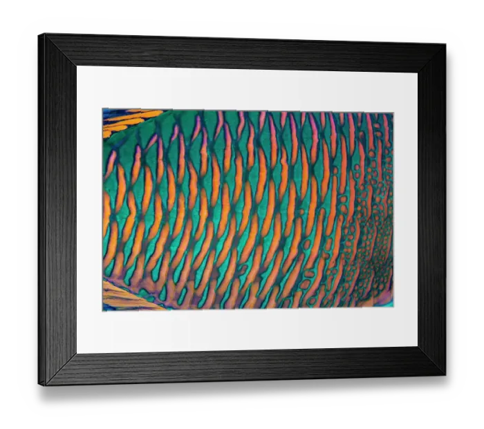 Framed Print : Bicolor parrotfish (Cetoscarus bicolor) male, scales detail, Sharm El Sheikh, Sinai, Egypt, Red Sea Framed Print : Bicolor parrotfish (Cetoscarus bicolor) male, scales detail, Sharm El Sheikh, Sinai, Egypt, Red Sea
