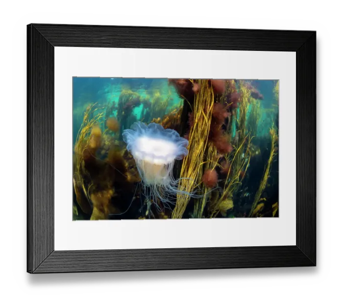 Framed Print : Blue lion's mane jellyfish (Cyanea lamarckii) drifting through a seaweed forest with Red pom-pom seaweed (Ceramium sp. ) and Spaghetti seaweed (Himanthalia elongata), Island of Coll, Inner Hebrides, Scotland, UK, Atlantic Ocean