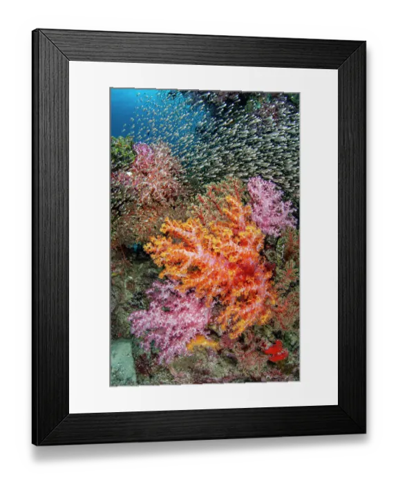 Framed Print : Large school of Glassfish (Apogonidae) swimming over colourful corals (Dendronephthya sp. ) on a reef, Similan Islands, Thailand, Andaman Sea Framed Print : Large school of Glassfish (Apogonidae) swimming over colourful corals (Dendronephthya sp. ) on a reef, Similan Islands, Thailand, Andaman Sea