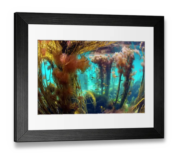 Framed Print : Pollack (Pollachius pollachius) juveniles, swimming amongst Red pom-pom seaweeds (Ceramium sp.) and Spaghetti seaweed (Himanthalia elongata), Island of Coll, Inner Hebrides, Scotland, UK, Atlantic Ocean Framed Print : Pollack (Pollachius pollachius) juveniles, swimming amongst Red pom-pom seaweeds (Ceramium sp.) and Spaghetti seaweed (Himanthalia elongata), Island of Coll, Inner Hebrides, Scotland, UK, Atlantic Ocean