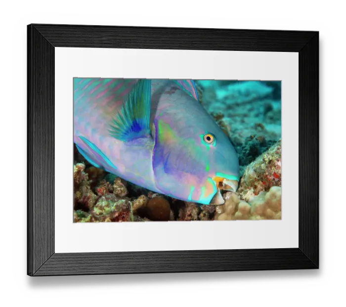 Framed Print : Roundhead parrotfish (Chlorurus strongycephalus) feeding on coral and algae growing on a reef, South Male Atoll, Maldives, Indian Ocean Framed Print : Roundhead parrotfish (Chlorurus strongycephalus) feeding on coral and algae growing on a reef, South Male Atoll, Maldives, Indian Ocean