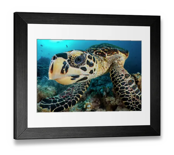 Framed Print : Hawksbill turtle (Eretmochelys imbricata) feeding on a coral reef, Ari Atoll, Maldives, Indian Ocean. Critically endangered