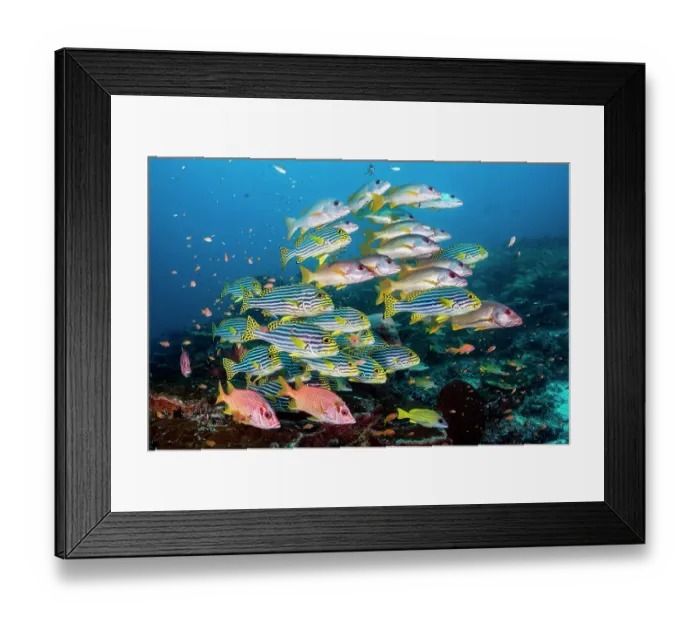 Framed Print : Shoal of large reef fish including Onespot snapper (Lutjanus monostigma), Oriental sweetlips (Plectorhinchus vittatus) and Sabre squirrelfish (Sargocentron spiniferum) on a coral reef cleaning station, Ari Atoll, Maldives, Indian Ocean Framed Print : Shoal of large reef fish including Onespot snapper (Lutjanus monostigma), Oriental sweetlips (Plectorhinchus vittatus) and Sabre squirrelfish (Sargocentron spiniferum) on a coral reef cleaning station, Ari Atoll, Maldives, Indian Ocean