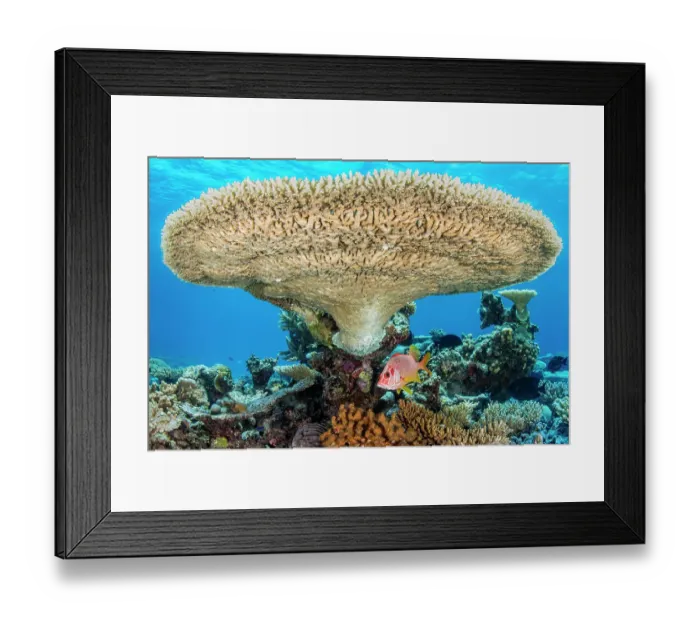 Framed Print : Sabre squirrelfish (Sargocentron spiniferum) sheltering beneath a large Table coral (Acropora sp.) on a coral reef, Laamu Atoll, Maldives, Indian Ocean Framed Print : Sabre squirrelfish (Sargocentron spiniferum) sheltering beneath a large Table coral (Acropora sp.) on a coral reef, Laamu Atoll, Maldives, Indian Ocean