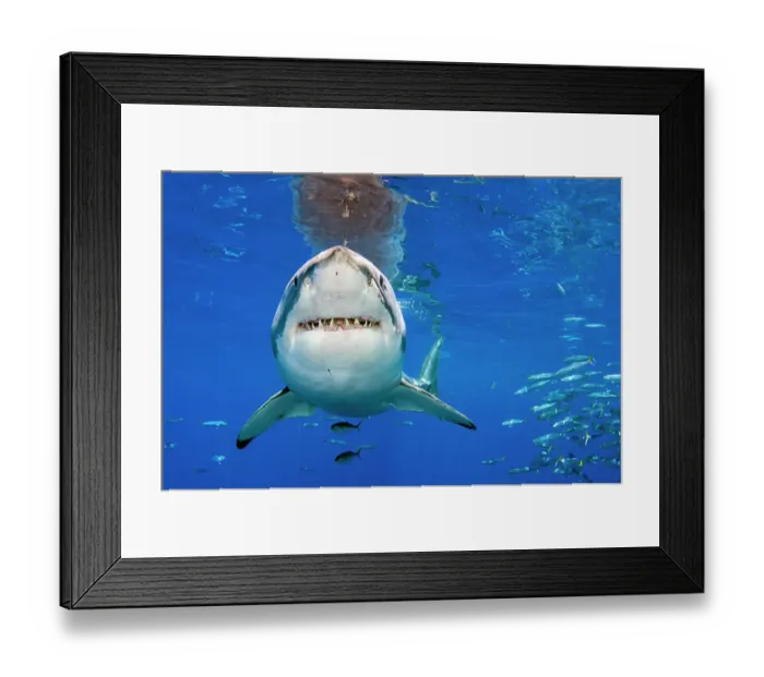 Framed Print : Great white shark (Carcharodon carcharias) swimming close to the surface, Guadalupe Island, Baja California, Mexico, Pacific Ocean Framed Print : Great white shark (Carcharodon carcharias) swimming close to the surface, Guadalupe Island, Baja California, Mexico, Pacific Ocean