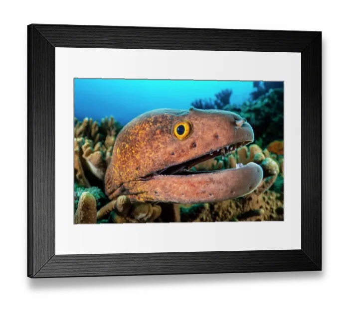 Framed Print : Yellowmargin moray (Gymnothorax flavimarginatus) peering out from Digitate leather coral (Sinularia sp. ) on a reef, Ari Atoll, Maldives, Indian Ocean Framed Print : Yellowmargin moray (Gymnothorax flavimarginatus) peering out from Digitate leather coral (Sinularia sp. ) on a reef, Ari Atoll, Maldives, Indian Ocean