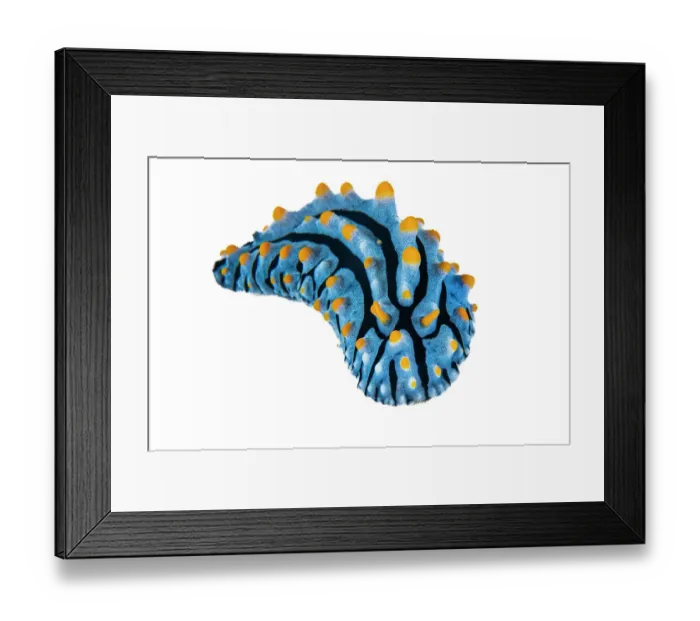 Framed Print : Nudibranch (Phyllidia varicosa) portrait on white background, Bitung, North Sulawesi, Indonesia Framed Print : Nudibranch (Phyllidia varicosa) portrait on white background, Bitung, North Sulawesi, Indonesia