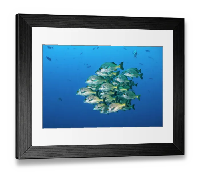 Framed Print : School of Burrito grunts (Anisotremus interruptus) huddling together in tight ball, Revillagigedo Islands, Mexico, Pacific Ocean Framed Print : School of Burrito grunts (Anisotremus interruptus) huddling together in tight ball, Revillagigedo Islands, Mexico, Pacific Ocean
