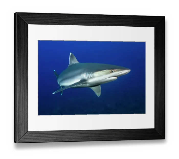 Framed Print : Silvertip shark (Carcharhinus albimarginatus) portrait, Revillagigedo Islands, Mexico, Pacific Ocean