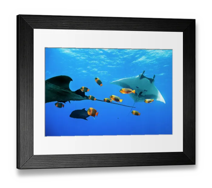 Framed Print : Two Oceanic manta rays (Mobula birostris) waiting to be cleaned by Clarion angelfish (Holacanthus clarionensis), Revillagigedo Islands, Mexico, Pacific Ocean Framed Print : Two Oceanic manta rays (Mobula birostris) waiting to be cleaned by Clarion angelfish (Holacanthus clarionensis), Revillagigedo Islands, Mexico, Pacific Ocean