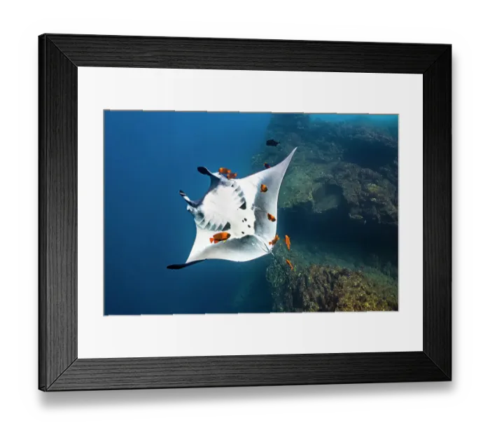 Framed Print : Oceanic manta ray (Mobula birostris) rolling over on its back as it is cleaned by Clarion angelfish (Holacanthus clarionensis), Revillagigedo Islands, Mexico, Pacific Ocean Framed Print : Oceanic manta ray (Mobula birostris) rolling over on its back as it is cleaned by Clarion angelfish (Holacanthus clarionensis), Revillagigedo Islands, Mexico, Pacific Ocean