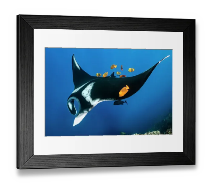 Framed Print : Group of Clarion angelfish (Holacanthus clarionensis) cleaning an Oceanic manta ray (Mobula birostris) as it swims over the reef, Revillagigedo Islands, Mexico, Pacific Ocean Framed Print : Group of Clarion angelfish (Holacanthus clarionensis) cleaning an Oceanic manta ray (Mobula birostris) as it swims over the reef, Revillagigedo Islands, Mexico, Pacific Ocean