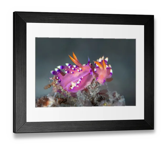 Framed Print : Pair of Nudibranchs (Flabellina exoptata) just prior to mating, the mating apparatus of the one on left is visible, Bitung, North Sulawesi, Indonesia, Molucca Sea Framed Print : Pair of Nudibranchs (Flabellina exoptata) just prior to mating, the mating apparatus of the one on left is visible, Bitung, North Sulawesi, Indonesia, Molucca Sea