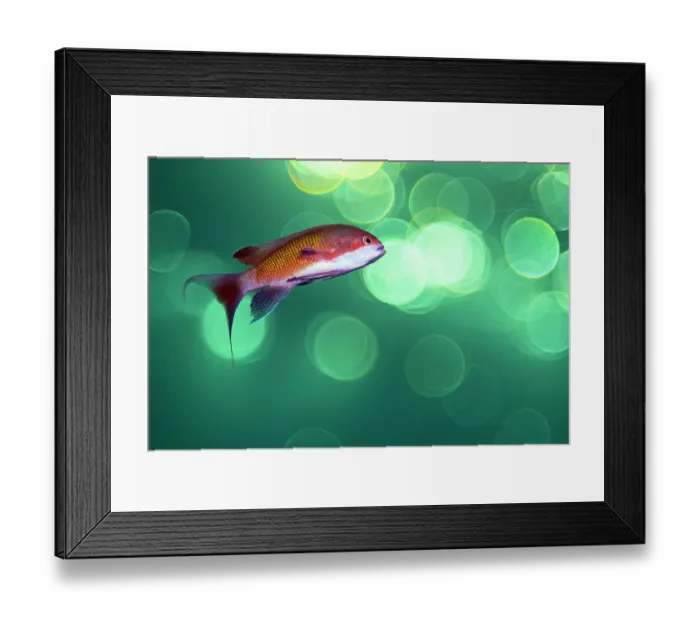 Framed Print : Scalefin anthias (Pseudanthias squamipinnis) male, swimming close to surface, Sharm El Sheikh, Sinai, Egypt, Red Sea Framed Print : Scalefin anthias (Pseudanthias squamipinnis) male, swimming close to surface, Sharm El Sheikh, Sinai, Egypt, Red Sea