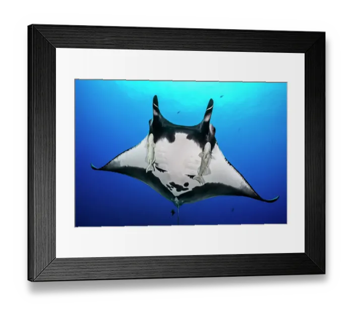 Framed Print : Oceanic manta ray (Mobula birostris) with cephalic fins curled as classic devil ray horns, accompanied by two Remoras (Remora remora), Revillagigedo Islands, Mexico, Pacific Ocean Framed Print : Oceanic manta ray (Mobula birostris) with cephalic fins curled as classic devil ray horns, accompanied by two Remoras (Remora remora), Revillagigedo Islands, Mexico, Pacific Ocean