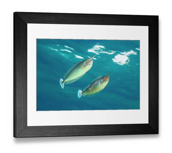 Framed Print : Pair of Spotted unicornfish (Naso brevirostris) courtship display above the reef, Ari Atoll, Maldives, Indian Ocean Framed Print : Pair of Spotted unicornfish (Naso brevirostris) courtship display above the reef, Ari Atoll, Maldives, Indian Ocean
