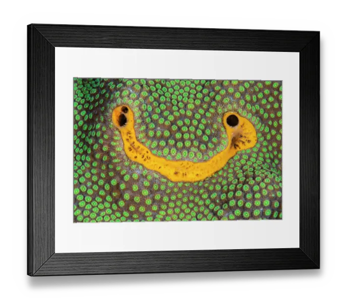 Framed Print : Orange icing sponge (Mycale laevis) growing on Mountainous star coral (Orbicella faveolata) at an early stage of growth, Cayman Islands, Caribbean Sea Framed Print : Orange icing sponge (Mycale laevis) growing on Mountainous star coral (Orbicella faveolata) at an early stage of growth, Cayman Islands, Caribbean Sea