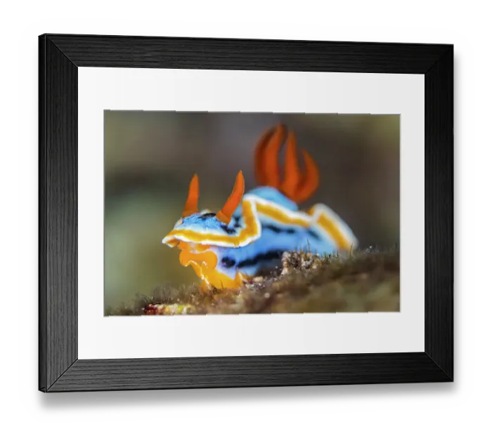 Framed Print : Nudibranch (Chromodoris annae) on a coral reef, Bitung, North Sulawesi, Indonesia, Molucca Sea Framed Print : Nudibranch (Chromodoris annae) on a coral reef, Bitung, North Sulawesi, Indonesia, Molucca Sea