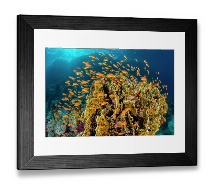 Framed Print : School of Scalefin anthias (Pseudanthias squamipinnis) females, swimming around Fire coral (Millepora dichotoma) feeding on plankton brought to the reef by currents, Ras Mohammed National Park, Sinai, Egypt. Red Sea Framed Print : School of Scalefin anthias (Pseudanthias squamipinnis) females, swimming around Fire coral (Millepora dichotoma) feeding on plankton brought to the reef by currents, Ras Mohammed National Park, Sinai, Egypt. Red Sea