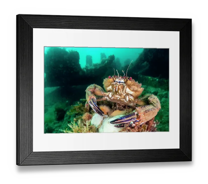 Framed Print : Velvet swimming crab (Necora puber) male, in defensive posture, with wreck of the Rosalie in background, Weybourne, Norfolk, England, UK, North Sea Framed Print : Velvet swimming crab (Necora puber) male, in defensive posture, with wreck of the Rosalie in background, Weybourne, Norfolk, England, UK, North Sea