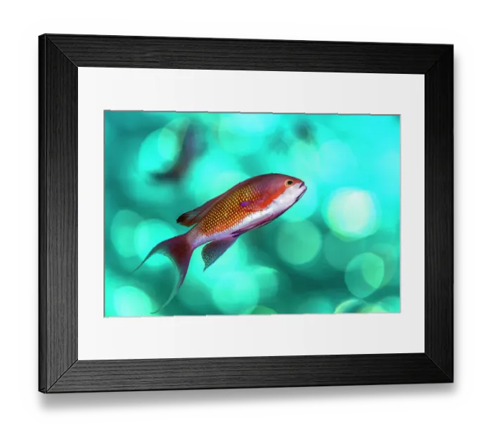 Framed Print : Scalefin anthias (Pseudanthias squamipinnis) male, swimming close to surface, Sharm El Sheikh, Sinai, Egypt, Red Sea Framed Print : Scalefin anthias (Pseudanthias squamipinnis) male, swimming close to surface, Sharm El Sheikh, Sinai, Egypt, Red Sea