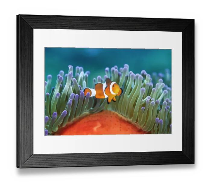 Framed Print : Common clownfish (Amphiprion ocellaris) in the tentacles of its host, Magnificent sea anemone (Heteractis magnifica), on a coral reef, Bitung, North Sulawesi, Indonesia, Molucca Sea Framed Print : Common clownfish (Amphiprion ocellaris) in the tentacles of its host, Magnificent sea anemone (Heteractis magnifica), on a coral reef, Bitung, North Sulawesi, Indonesia, Molucca Sea