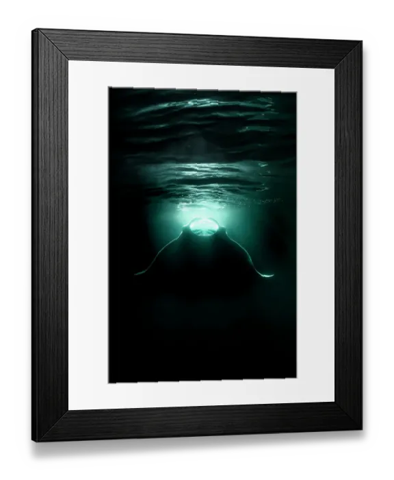 Framed Print : Reef manta ray (Mobula alfredi) feeding on plankton aggregating in the lights from a boat at night, Ari Atoll, Maldives, Indian Ocean Framed Print : Reef manta ray (Mobula alfredi) feeding on plankton aggregating in the lights from a boat at night, Ari Atoll, Maldives, Indian Ocean