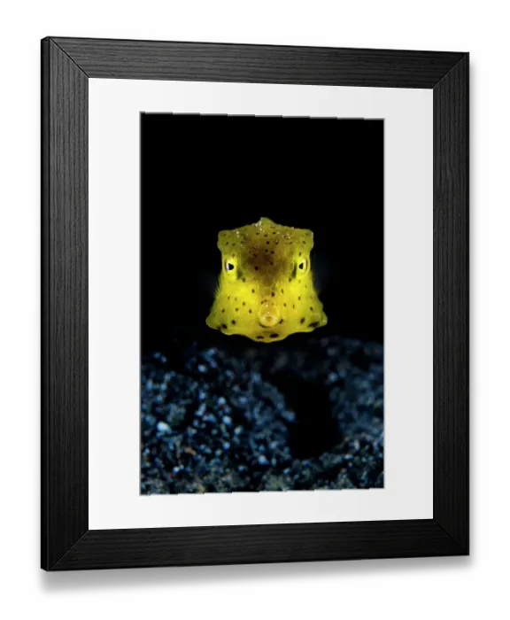 Framed Print : Longhorn cowfish (Lactoria cornuta) juvenile, swimming over seabed at night, Bitung, North Sulawesi, Indonesia, Molucca Sea Framed Print : Longhorn cowfish (Lactoria cornuta) juvenile, swimming over seabed at night, Bitung, North Sulawesi, Indonesia, Molucca Sea