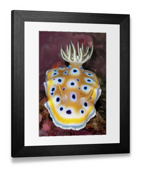 Framed Print : Nudibranch (Goniobranchus geminus) on a coral reef, dorsal view, portrait, Similan Islands, Thailand, Andaman Sea Framed Print : Nudibranch (Goniobranchus geminus) on a coral reef, dorsal view, portrait, Similan Islands, Thailand, Andaman Sea